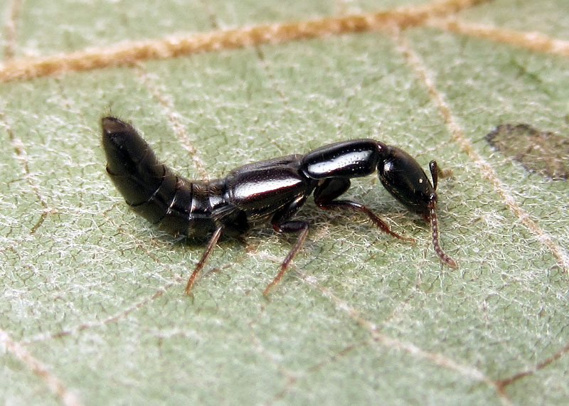 Staphylinidae: Xantholinus sp. (X. linearis o X. longiventris)